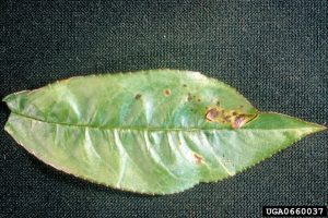 Bacterial canker, leaf spots, peach