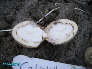 Bacterial ring rot, potato tuber