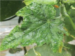 CGMMV, early mosaic and blistering, cucumber leaves