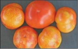 GBNV, concentric rings, tomato fruit