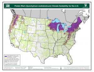 Map Contiguous U.S. Climate suitability Synchytrium endobioticum