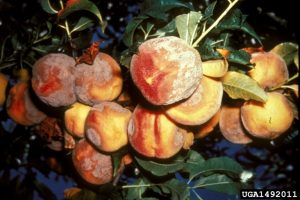 Monilinia sp., brown fruit rot, early sporulation, peach