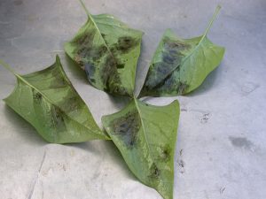 Phytophthora ramorum, lilac (bottom leaf surface).