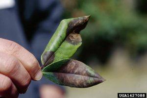 Phytophthora ramorum, Rhododendron sp. (upper leaf surface)