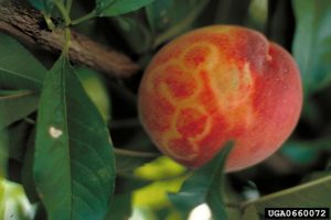 Plum pox virus, fruit ringspots, peach