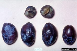 Plum pox virus, fruit with ringspots and deformity, plum