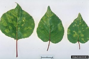 Plum pox virus, leaf ringspots, apricot
