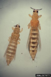 Thrips tabaci, onion thrips on left, and Frankliniella occidentalis, western flower thrips on right