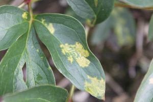 Tobacco rattle virus, ringspots and line patterns, peony