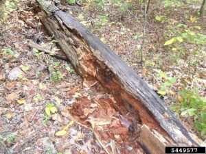 Wood decomposition